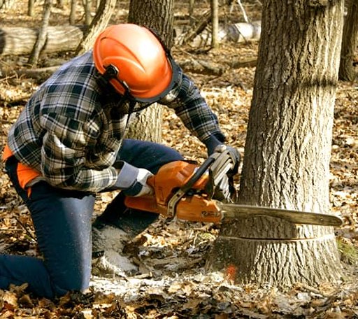 Tree Removal in Middleburg, NC